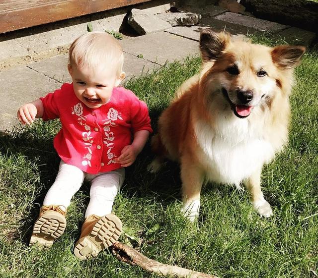 冰島唯一本土狗狗，卻一度慘遭滅絕，如今成為世界最稀有狗狗之一（冰島唯一本土狗狗）(7)