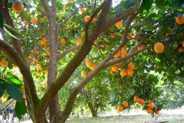 小投資十大暴富行業(yè) 果樹種植上榜，有你喜歡的行業(yè)嗎