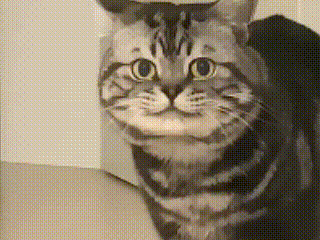 1712480108983710.gif 12b2719445230f71c727594b7f4f2f90.gif