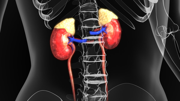 腎積水引起的腎萎縮能恢復嗎