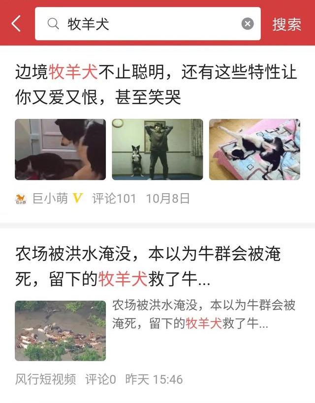 冰島唯一本土狗狗，卻一度慘遭滅絕，如今成為世界最稀有狗狗之一（冰島唯一本土狗狗）(8)