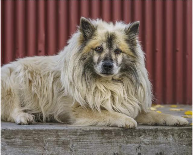 冰島唯一本土狗狗，卻一度慘遭滅絕，如今成為世界最稀有狗狗之一（冰島唯一本土狗狗）(3)
