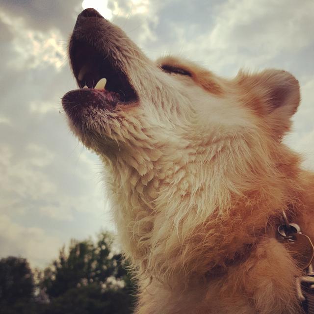 冰島唯一本土狗狗，卻一度慘遭滅絕，如今成為世界最稀有狗狗之一（冰島唯一本土狗狗）(6)