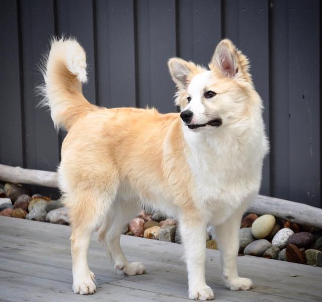 冰島唯一本土狗狗，卻一度慘遭滅絕，如今成為世界最稀有狗狗之一（冰島唯一本土狗狗）(2)