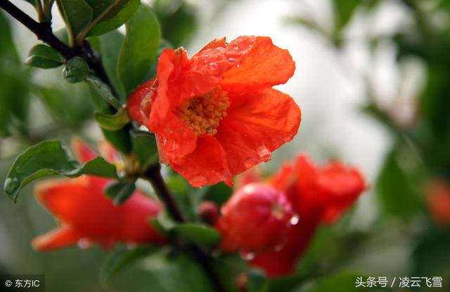 最適合炎炎夏日讀的3首清涼古詩詞，一定給你帶來一抹心中的清涼（最適合炎炎夏日讀的3首清涼古詩詞）(9)