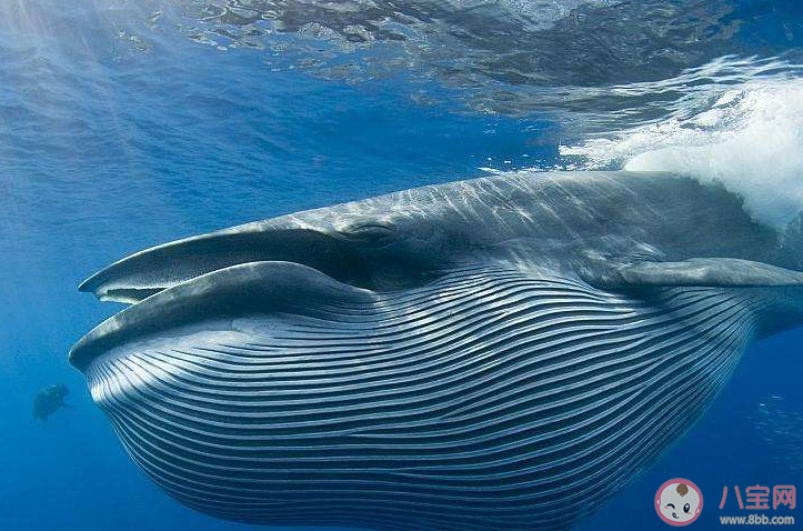以下哪個(gè)海域是藍(lán)鯨分布較多的區(qū)域 神奇海洋4月8日答案