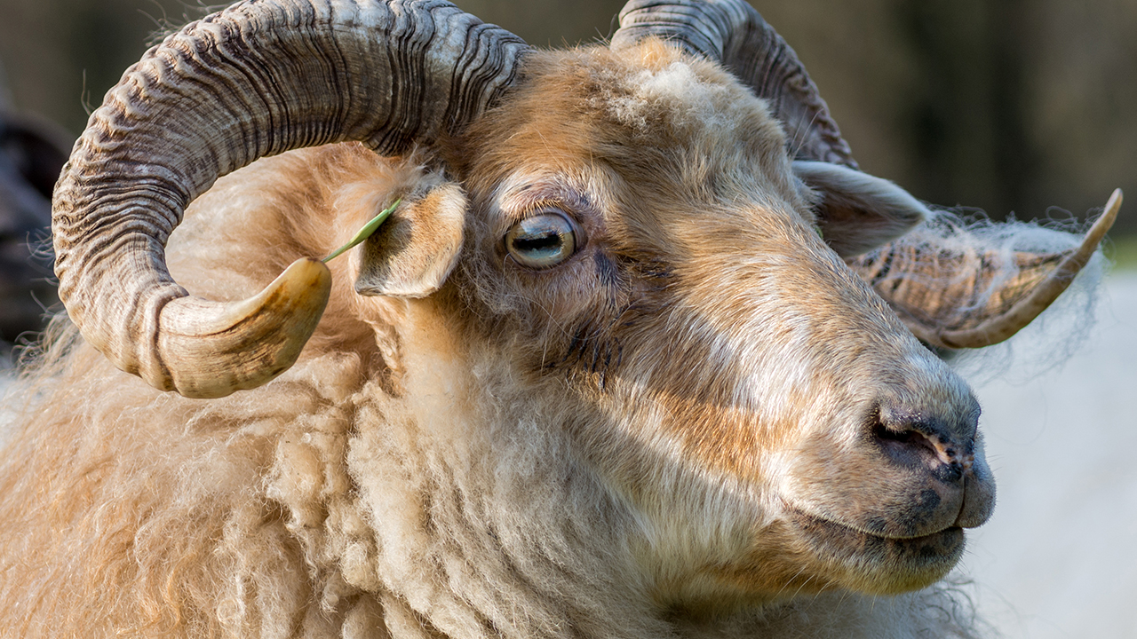 眼底脂肪重新排去黑眼圈是永久的嗎？眼底脂肪重新排適合什么群體？