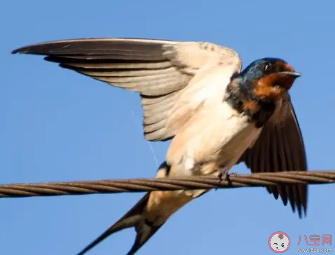 冬去春來的小燕子每年都會筑新巢嗎 螞蟻莊園4月9日答案