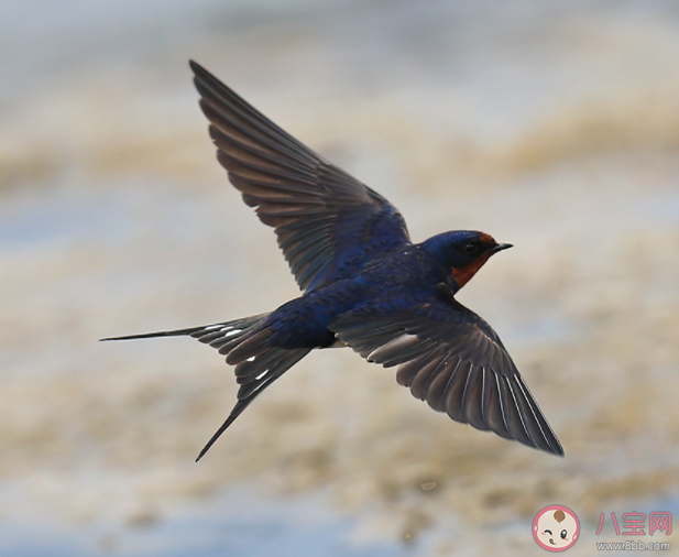 冬去春來的小燕子每年都會筑新巢嗎 螞蟻莊園4月9日答案