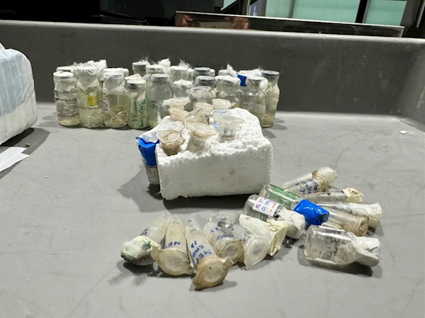 北京大興機場海關(guān)查獲57瓶寄生蟲：共5種類別 旅客稱用于實驗