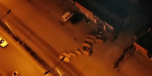 非洲要送英國、德國3萬頭大象 不能不要！嘗嘗和大象生活的滋味吧