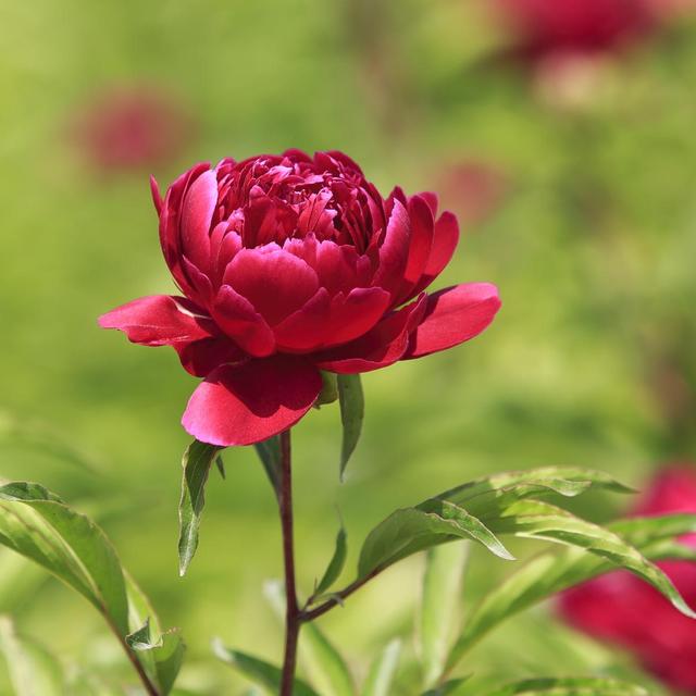 《本草》植物志之芍藥 關(guān)乎三國(guó)時(shí)期的瘟疫和一個(gè)消失的民族（本草植物志之芍藥）(12)