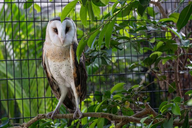 江蘇發(fā)現(xiàn)8只 猴面鷹 ，性格兇狠殘暴，為護(hù)幼崽，敢跟老鷹拼命（江蘇發(fā)現(xiàn)8只猴面鷹）(3)