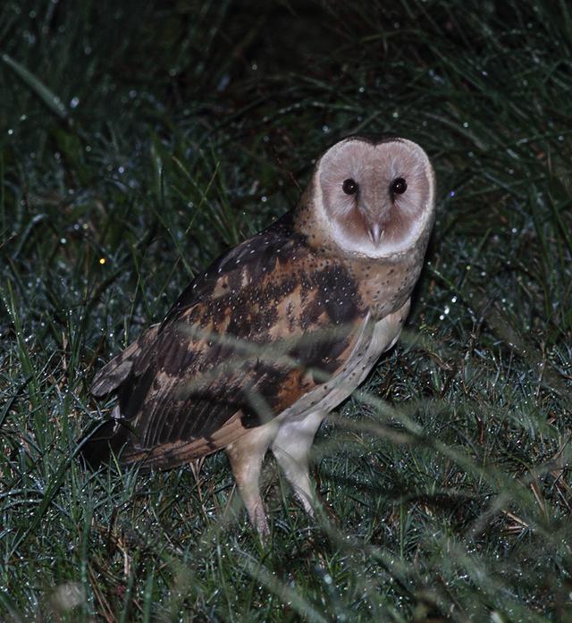 江蘇發(fā)現(xiàn)8只 猴面鷹 ，性格兇狠殘暴，為護(hù)幼崽，敢跟老鷹拼命（江蘇發(fā)現(xiàn)8只猴面鷹）(4)