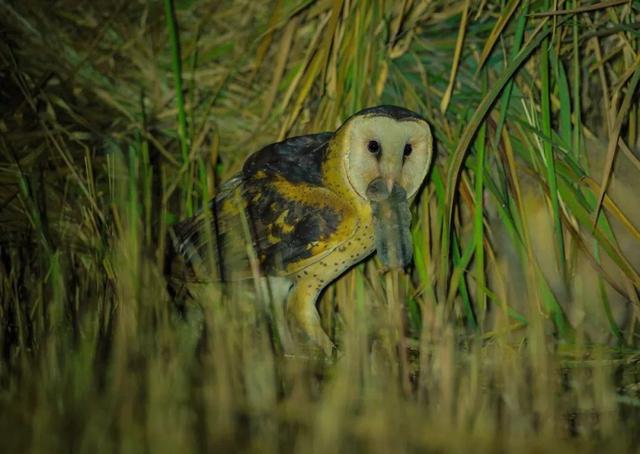 江蘇發(fā)現(xiàn)8只 猴面鷹 ，性格兇狠殘暴，為護(hù)幼崽，敢跟老鷹拼命（江蘇發(fā)現(xiàn)8只猴面鷹）(7)