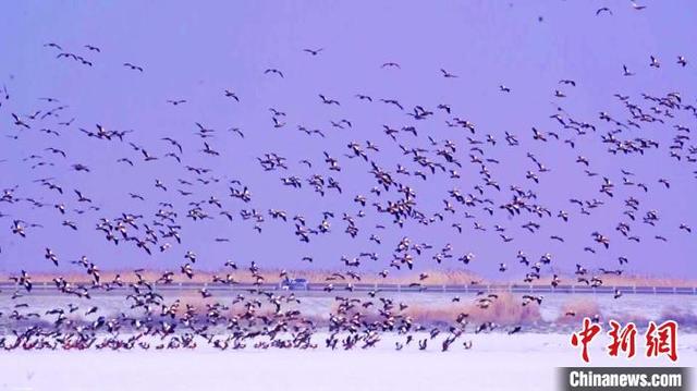 五千余只赤麻鴨 相約 博斯騰湖 千鳥振翅氣勢恢宏（五千余只赤麻鴨）(3)