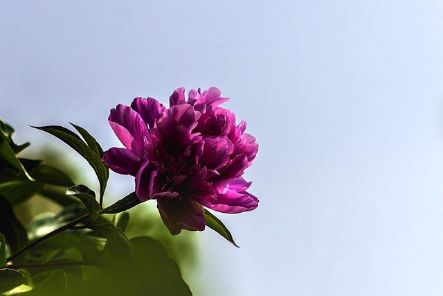 《本草》植物志之芍藥 關(guān)乎三國(guó)時(shí)期的瘟疫和一個(gè)消失的民族（本草植物志之芍藥）(6)