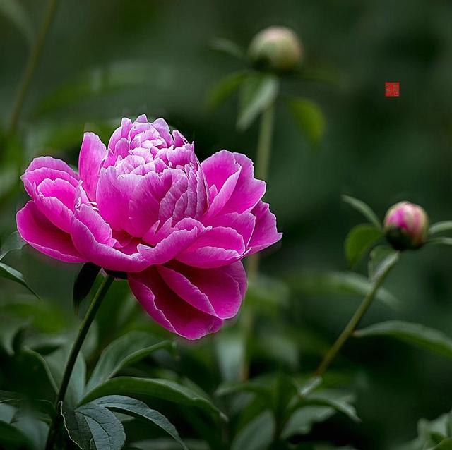 《本草》植物志之芍藥 關(guān)乎三國(guó)時(shí)期的瘟疫和一個(gè)消失的民族（本草植物志之芍藥）(10)