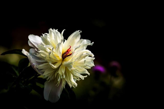 《本草》植物志之芍藥 關(guān)乎三國(guó)時(shí)期的瘟疫和一個(gè)消失的民族（本草植物志之芍藥）(4)