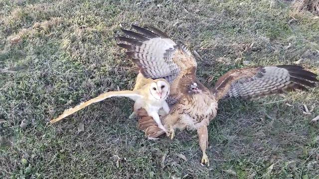 江蘇發(fā)現(xiàn)8只 猴面鷹 ，性格兇狠殘暴，為護(hù)幼崽，敢跟老鷹拼命（江蘇發(fā)現(xiàn)8只猴面鷹）(8)