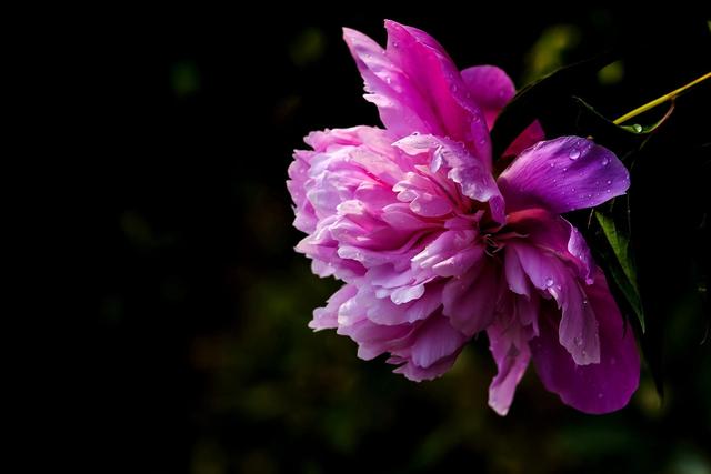 《本草》植物志之芍藥 關(guān)乎三國(guó)時(shí)期的瘟疫和一個(gè)消失的民族（本草植物志之芍藥）(3)