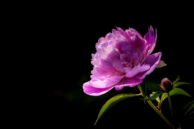 《本草》植物志之芍藥 關(guān)乎三國(guó)時(shí)期的瘟疫和一個(gè)消失的民族（本草植物志之芍藥）(2)