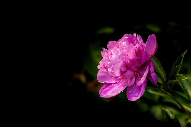 《本草》植物志之芍藥 關(guān)乎三國(guó)時(shí)期的瘟疫和一個(gè)消失的民族（本草植物志之芍藥）(5)