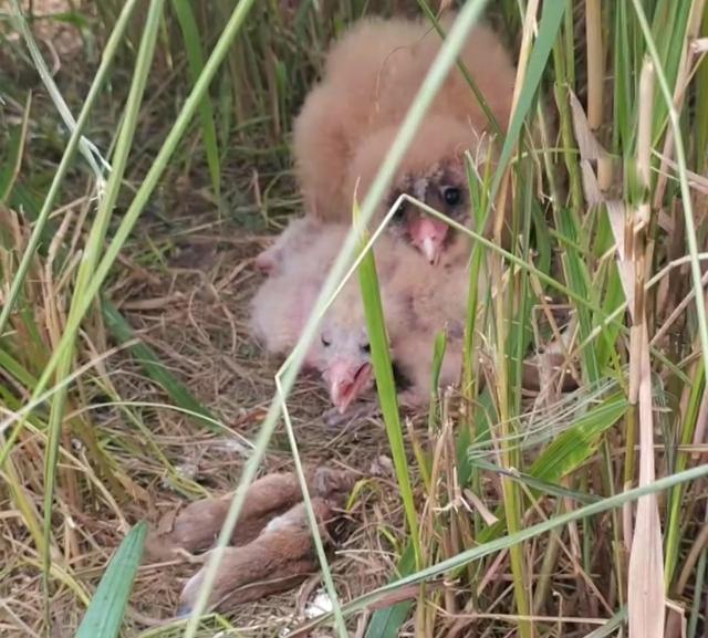 江蘇發(fā)現(xiàn)8只 猴面鷹 ，性格兇狠殘暴，為護(hù)幼崽，敢跟老鷹拼命（江蘇發(fā)現(xiàn)8只猴面鷹）(2)