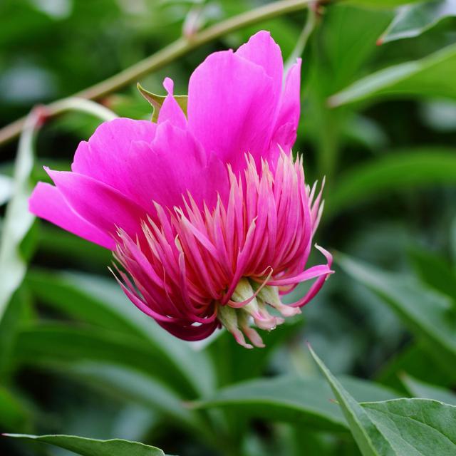 《本草》植物志之芍藥 關(guān)乎三國(guó)時(shí)期的瘟疫和一個(gè)消失的民族（本草植物志之芍藥）(9)