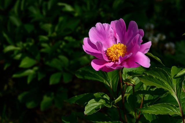 《本草》植物志之芍藥 關(guān)乎三國(guó)時(shí)期的瘟疫和一個(gè)消失的民族（本草植物志之芍藥）(11)