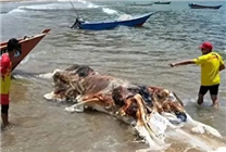 神似外形物種！不明生物尸體被沖上馬來西亞海灘：正在鑒定DNA