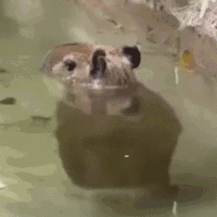 1712742332458199.gif 57FA46FD2009C76BEB29755CF5B47D95.gif