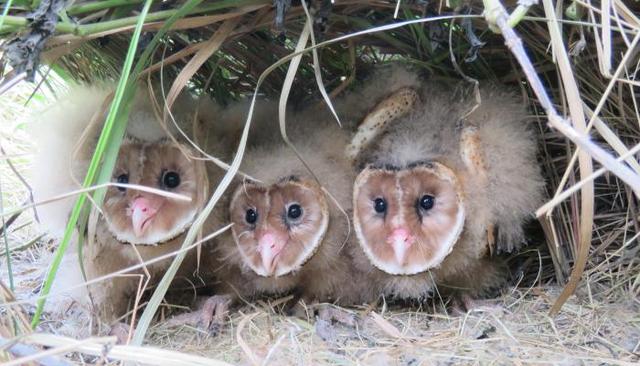 江蘇發(fā)現(xiàn)8只 猴面鷹 ，性格兇狠殘暴，為護(hù)幼崽，敢跟老鷹拼命（江蘇發(fā)現(xiàn)8只猴面鷹）(6)
