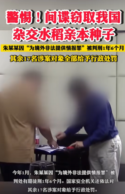 間諜竊取我國雜交水稻親本種子獲刑（朱某向境外出賣我國優(yōu)質親本稻種） 4