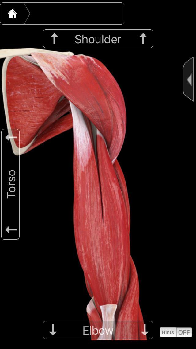 手臂塑形燃脂訓練方案，5個動作暴汗燃爆手臂肌肉，高強度瘦手臂（手臂塑形燃脂訓練方案）(3)
