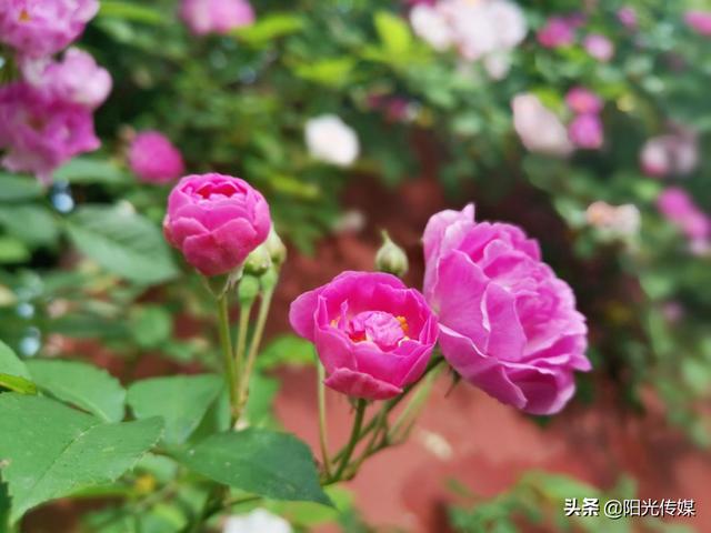 薔薇花開，暮春迎夏（薔薇花開暮春迎夏）(9)