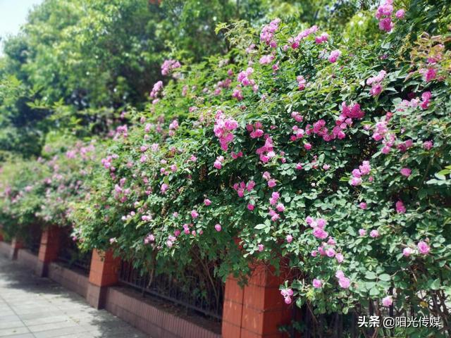 薔薇花開，暮春迎夏（薔薇花開暮春迎夏）(7)