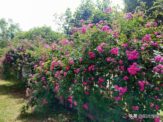 薔薇花開，暮春迎夏（薔薇花開暮春迎夏）(5)