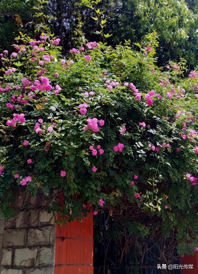 薔薇花開，暮春迎夏（薔薇花開暮春迎夏）(8)