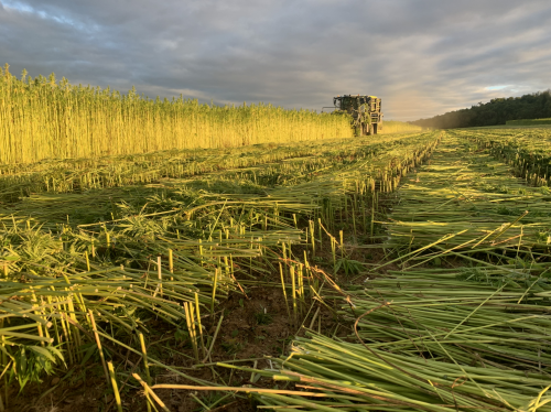 與自然連接，藝術(shù)是共通的語言