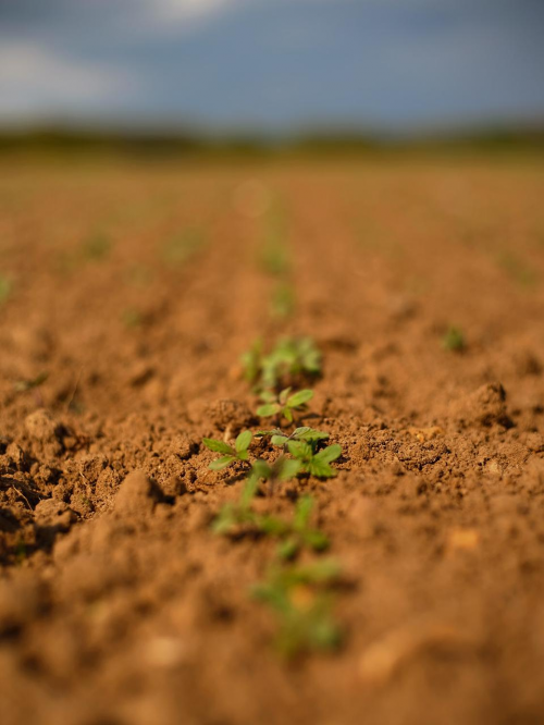 與自然連接，藝術(shù)是共通的語言