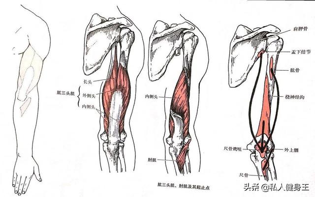 手臂訓(xùn)練計(jì)劃，六個訓(xùn)練動作，帶你練出麒麟臂，增肌人群必備（手臂訓(xùn)練計(jì)劃六個訓(xùn)練動作）(5)