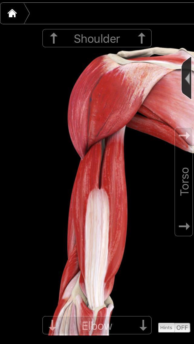手臂塑形燃脂訓(xùn)練方案，5個(gè)動作暴汗燃爆手臂肌肉，高強(qiáng)度瘦手臂（手臂塑形燃脂訓(xùn)練方案）(4)