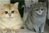 四川一小貓竟成“縱火犯” 誤開電磁爐把家炸了 如今直播還債