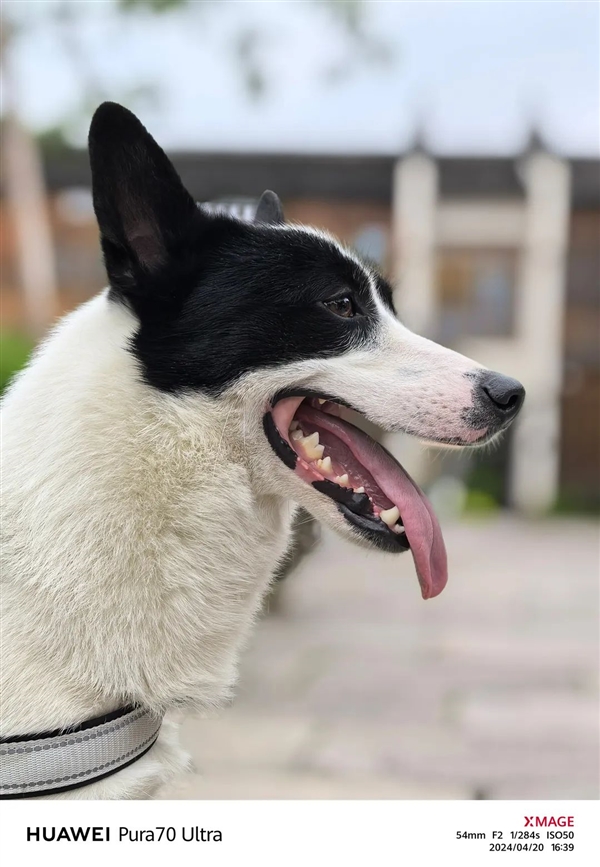 體驗(yàn)了三天華為Pura 70 Ultra 我明白了為啥P系列要改名