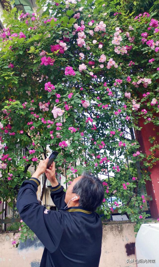 薔薇花開，暮春迎夏（薔薇花開暮春迎夏）(12)