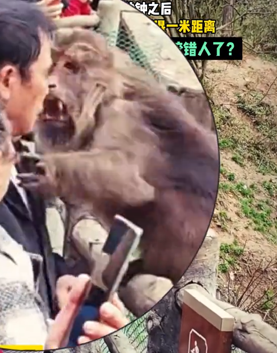 大媽摸猴子屁股致旁邊大爺被咬傷引熱議 網(wǎng)友：大爺扛下所有