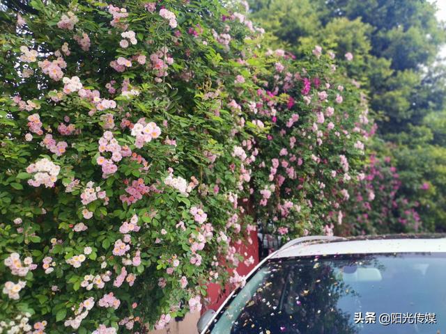 薔薇花開，暮春迎夏（薔薇花開暮春迎夏）(10)