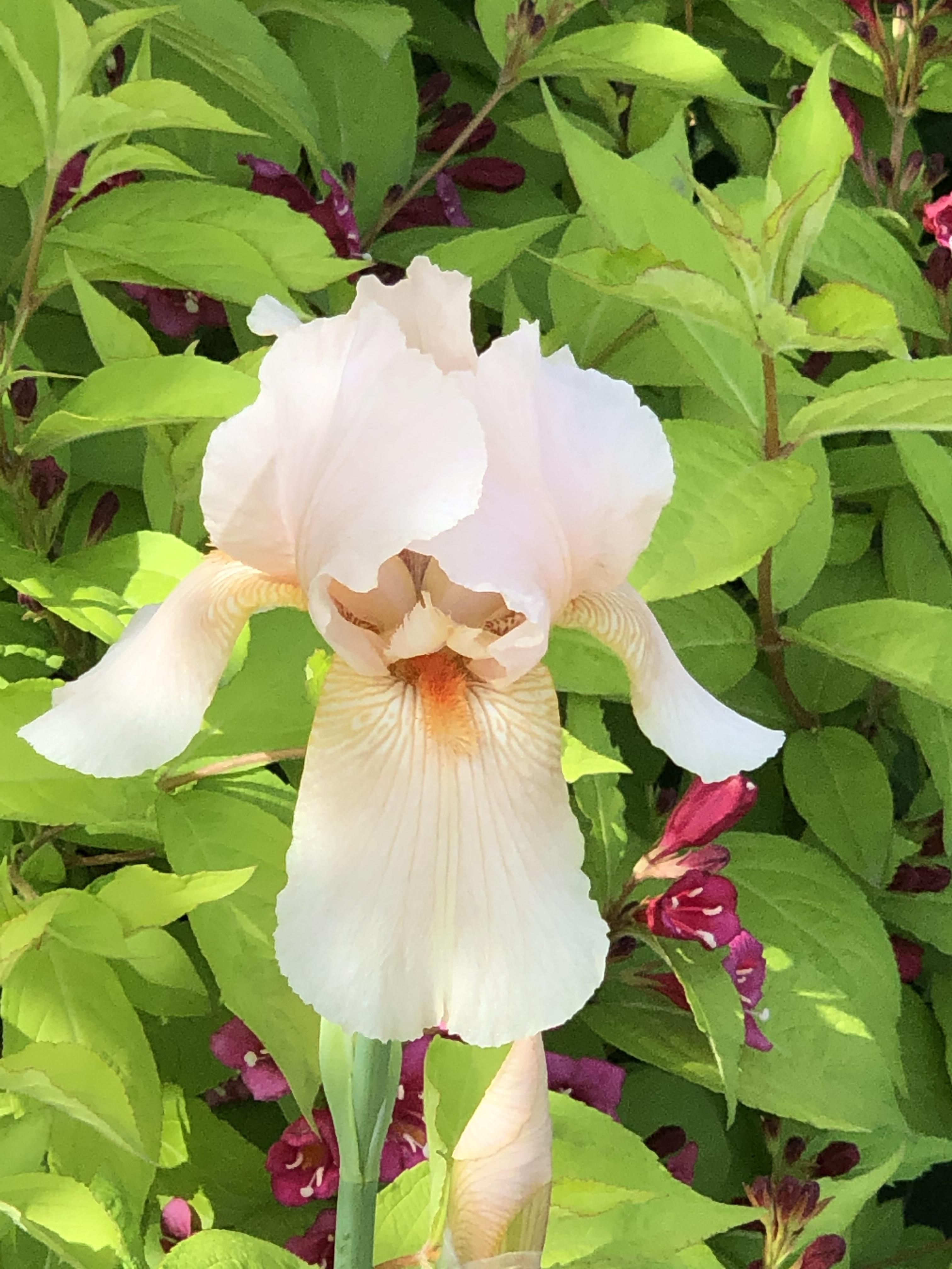 鄭州綠城廣場10萬株鳶尾在等你,綠城廣場第十六屆鳶尾花展今日開幕 8