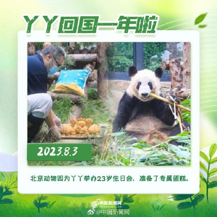 丫丫回國(guó)一年胖若兩熊 8